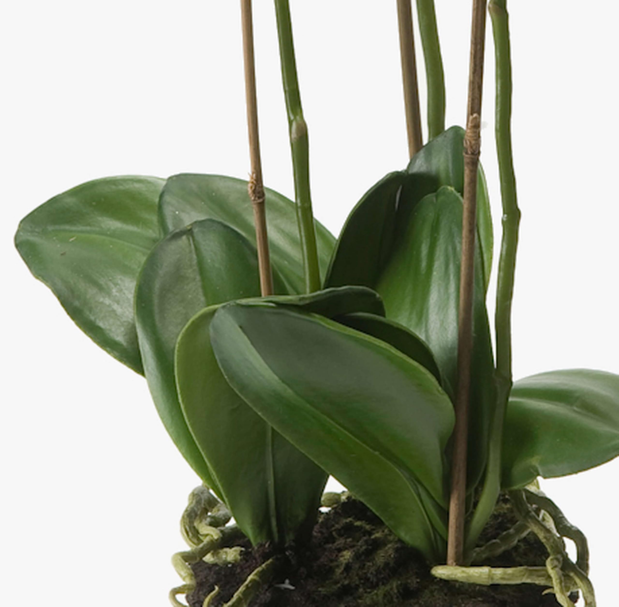 artplants.de Künstliche Phalaenopsis Orchidee Pabla im Erdballen, weiß - gelb, 70cm - hochwertige Kunstorchidee