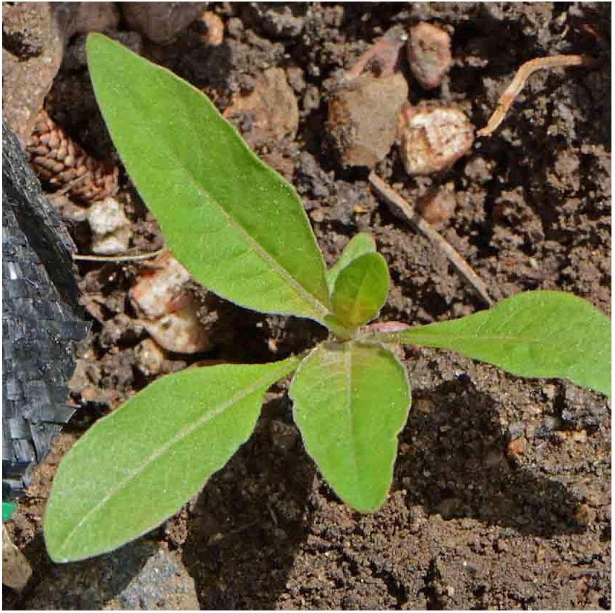 Everwilde Farms - 1 Lb Common Evening Primrose Native Wildflower Seeds - Gold Vault