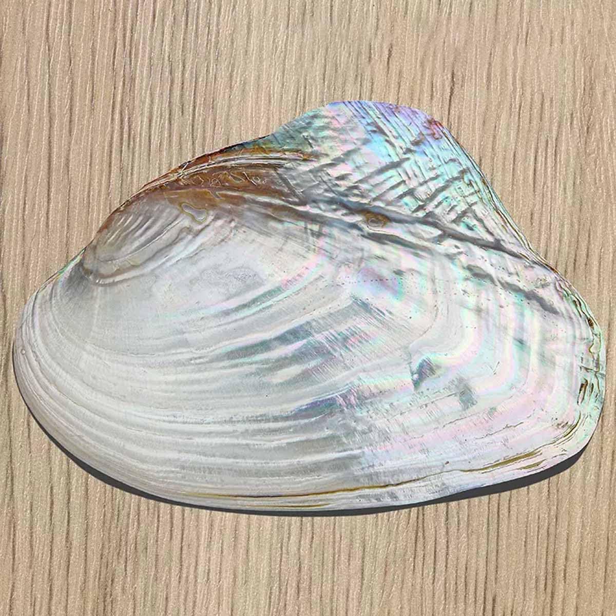 Muszla, 18~20 cm duża perłowa muszla ostrygi na dekoracje ślubne impreza