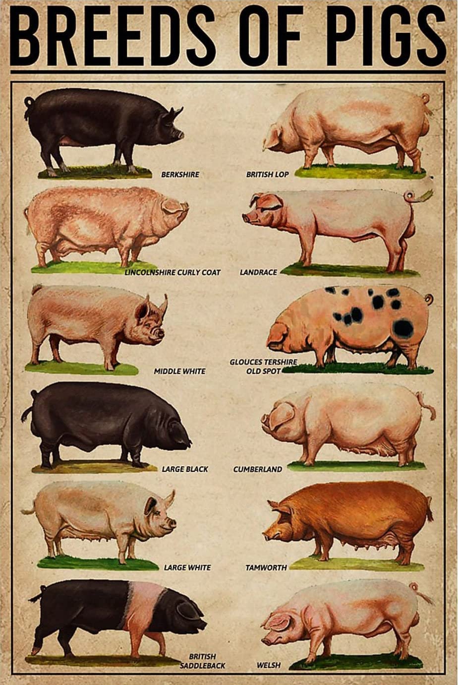 AZOLID Vintage Tin Sign Funny Types Of Pig,Breeds Of Pigs Tin Sign Wall Art Metal Poster for Home Bar Cafe Garage Bathroom 30x43CM