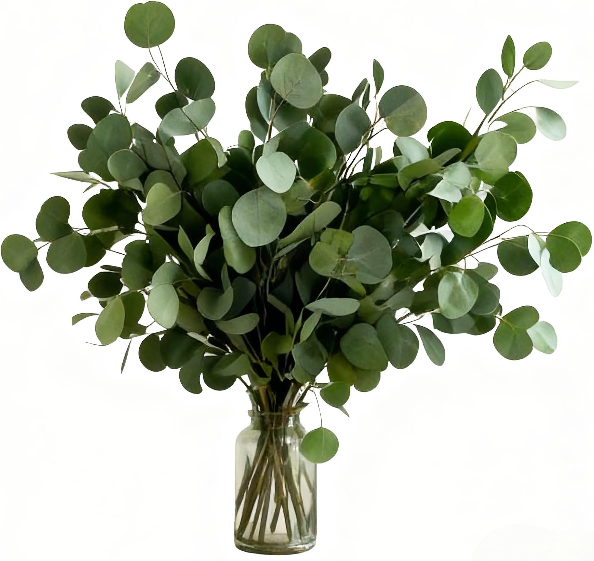 30 Pcs Real Dried Eucalyptus Stems, 17" Preserved Fresh Eucalyptus Silver Dollar Leaves for Shower, Greenery Branches for Wedding Home Party Vase Filler Spring Decor