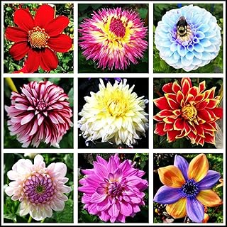 Flower Rare Seeds Rare Dahlia Seeds Flowers Dahlia Double Mix Annual - 3g