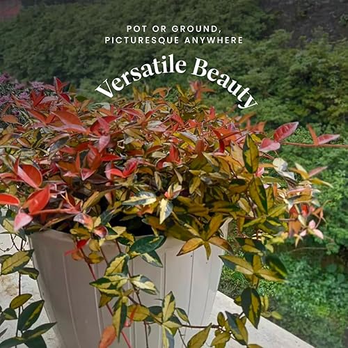 Miniatura 5 de American Plant Exchange Summer Sunset Jasmine  6 pulgadas con maceta  Vid de flores fragantes vivas, planta de fácil cuidado para decoración del