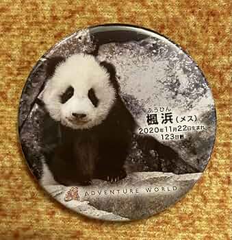 71lcvTk2XjL._AC_UF350,