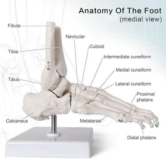 NEW HORIZON Life Size Medical Human Foot Ankle Model, Anatomy Foot Skeleton Model W/Tibia Fibula, Right, Fully Articulated, Human Skeleton Model for Artificial limbs for medical instruction purposes