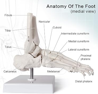 NEW HORIZON Life Size Medical Human Foot Ankle Model, Anatomy Foot Skeleton Model W/Tibia Fibula, Right, Fully Articulated, Human Skeleton Model for Artificial limbs for medical instruction purposes