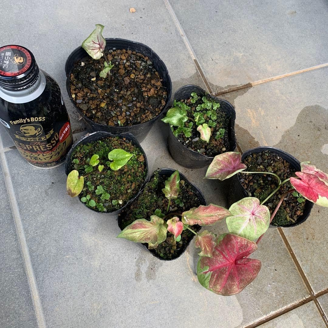 カラジウム ハイブリッド セット