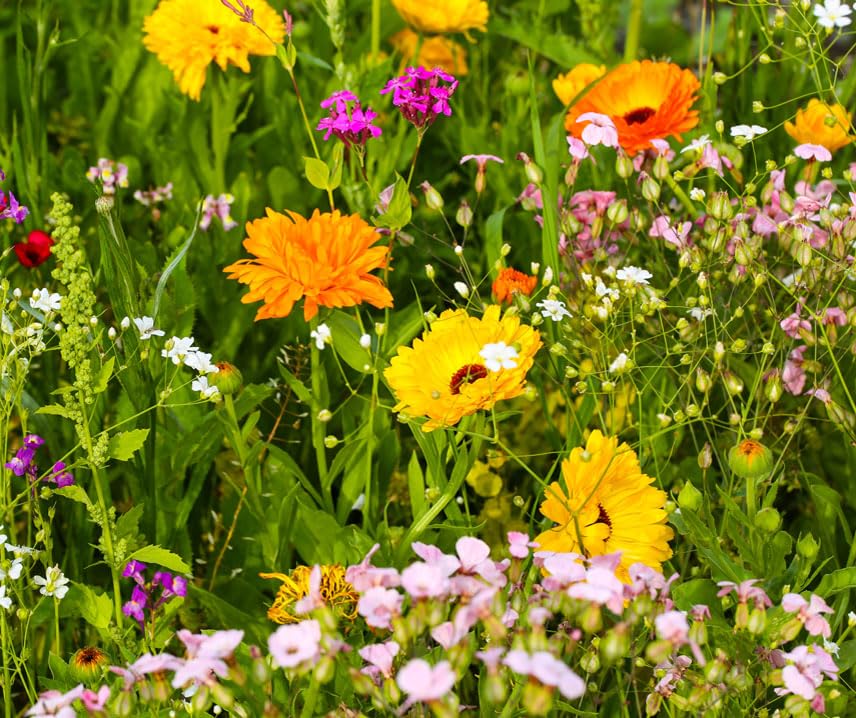 Insekten-Teppich, niedrige 1-jährige Blumen-Mischung 1KG