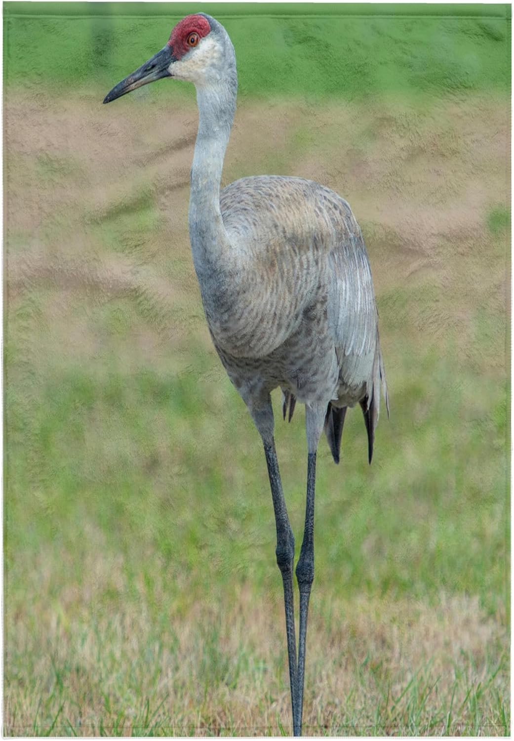 3dRose USA, Florida, Orlando. Sandhill Crane, Grus Canadensis. 22x30 Bath Hand Pool Towel