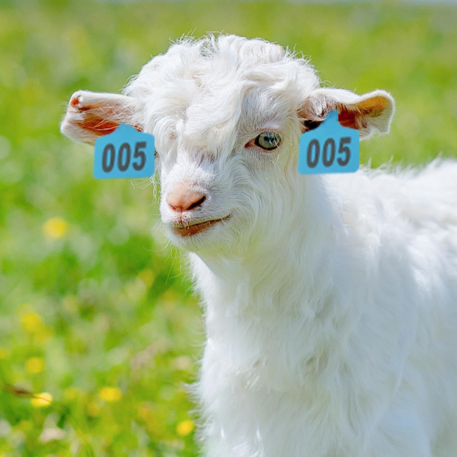 Boucles Auriculaires Pour Bovins | Étiquettes de pour Moutons - Étiquettes Numérotées 001-100 avec Applicateur pour Gestion d'Élevage Bovins Ovins Caprins