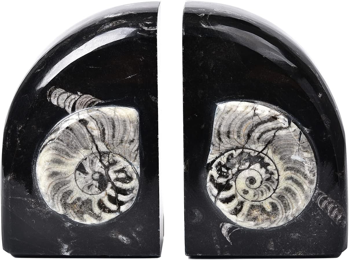 AMOYSTONE 1Pair Decorative Heavy Bookends 6-8 LBS Trapezoid Authentic Natural Orthoceras Fossil Shell Polished Height 6.2"