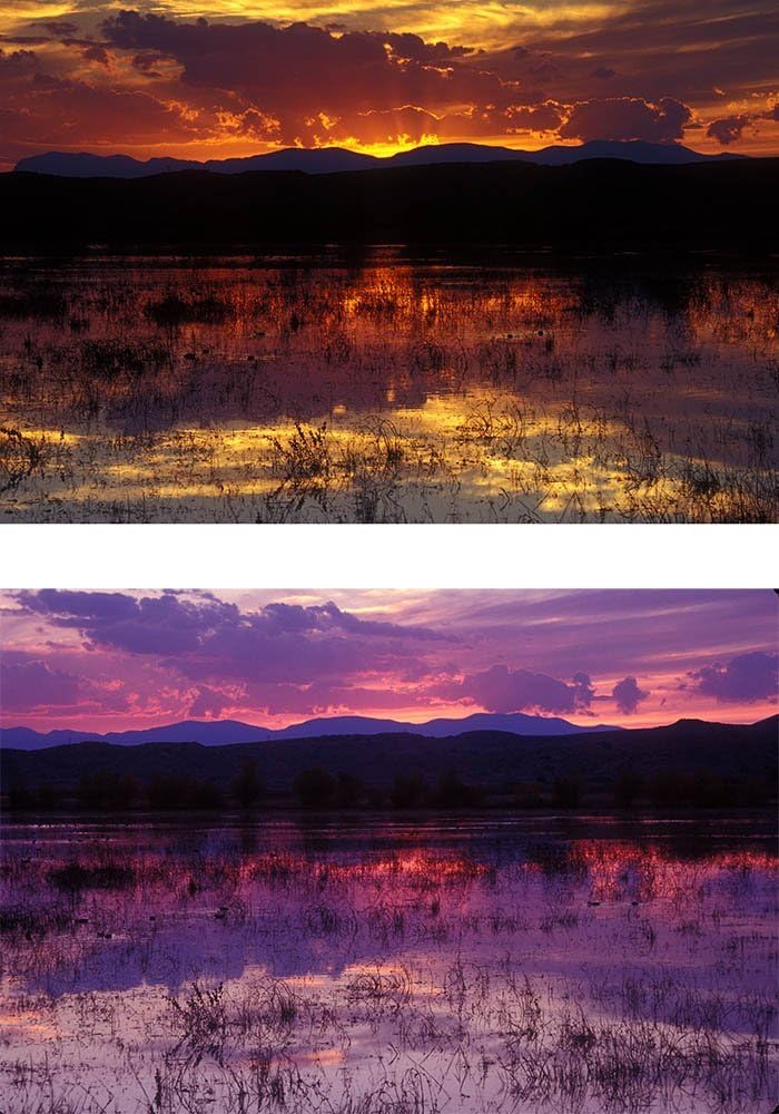 Bosque Sunset, Socorro New Mexico Photograph