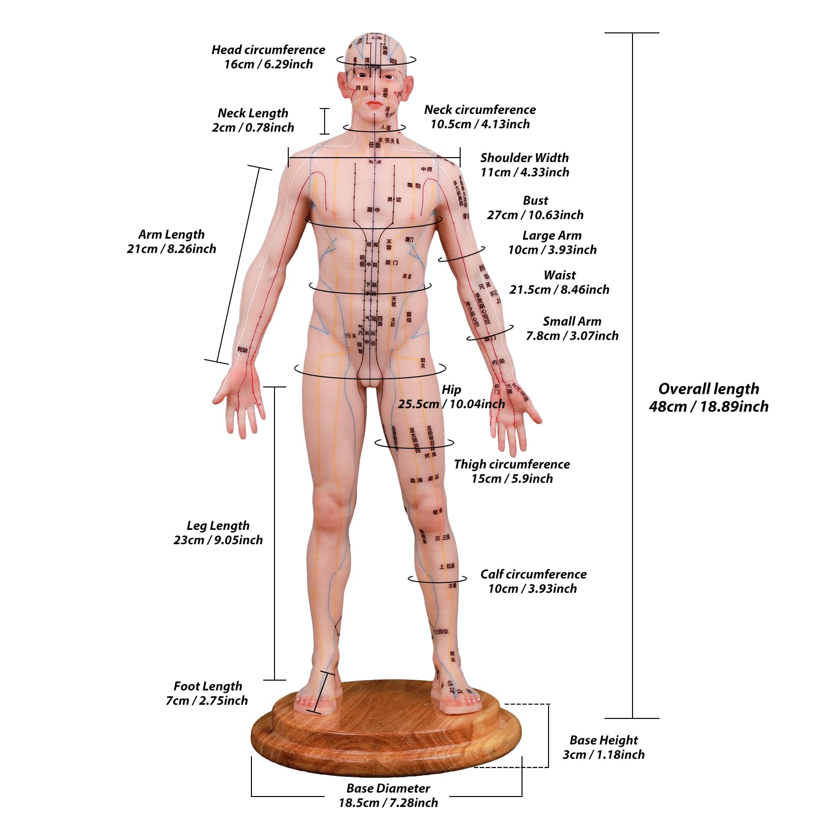 Acupuncture Model 18.9 inch, CUAIBB Human Acupoint Model Full Silicone Body, Acupuncture Doll for Chinese Medicine Teaching Acupoint Learning Beginners - 128 Acupoint Chinese Marking