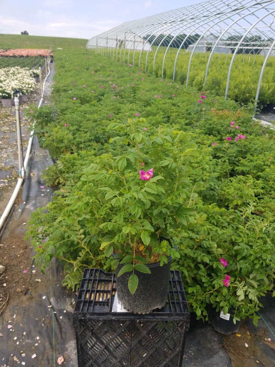 Amazon.com: Rosa rugosa (Rugosa Rose) Rose, pink flowers, #2