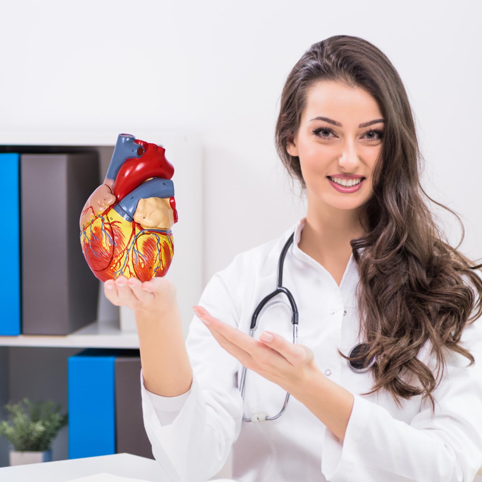 breesky Modello anatomico a forma di cuore umano, 4 parti 1:2, modello anatomico a forma di cuore con 49 strutture anatomiche, tenuto insieme con magneti, include base espositiva montata, manuale