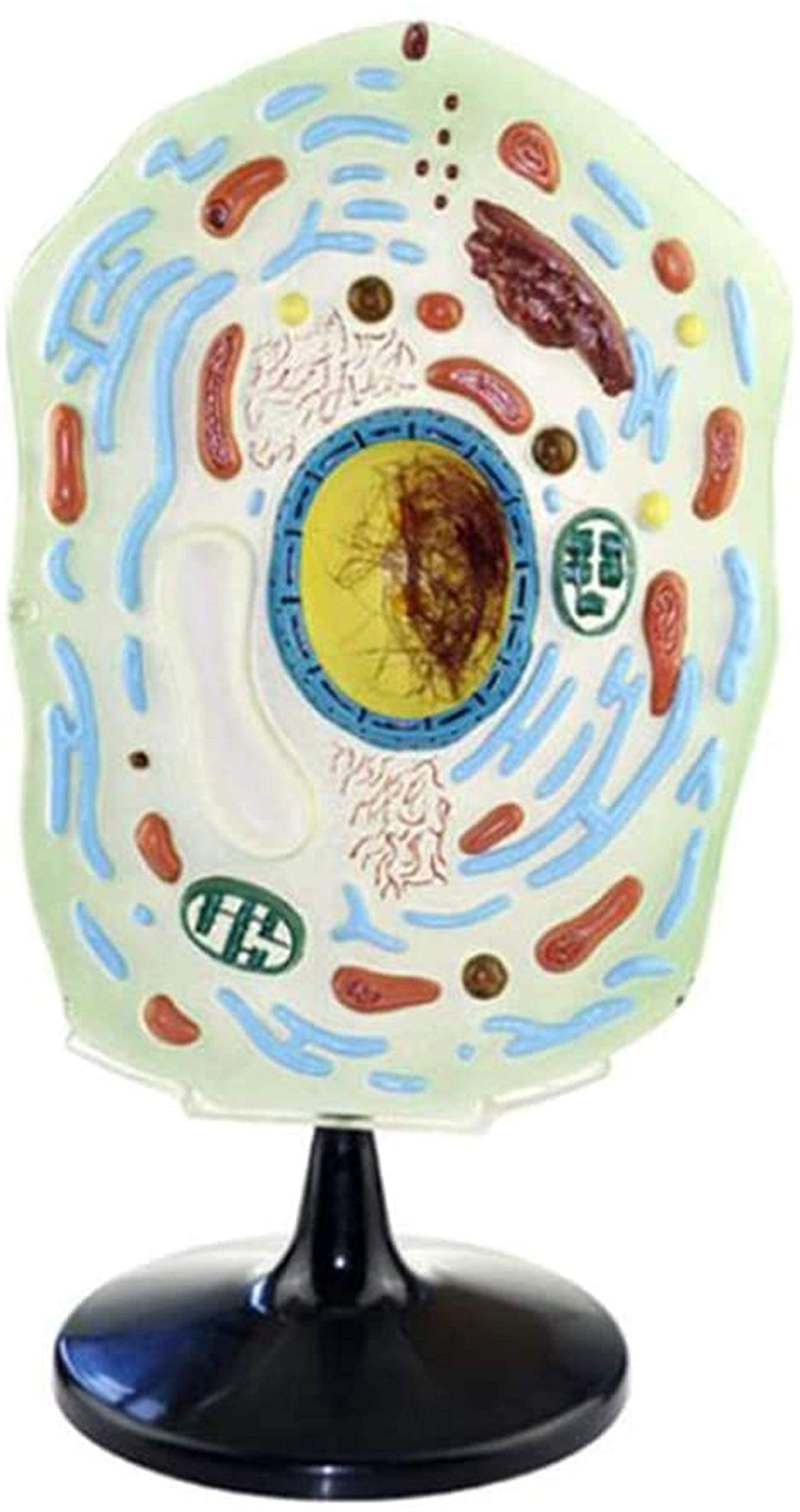 Study Model Cell Anatomy Model - Animal Plant Microscopic Specimens Magnified Cell Structure Model - Animal and Plant Cells Model - for Study Display Teaching Medical Model (Color : Plant) (Plant )