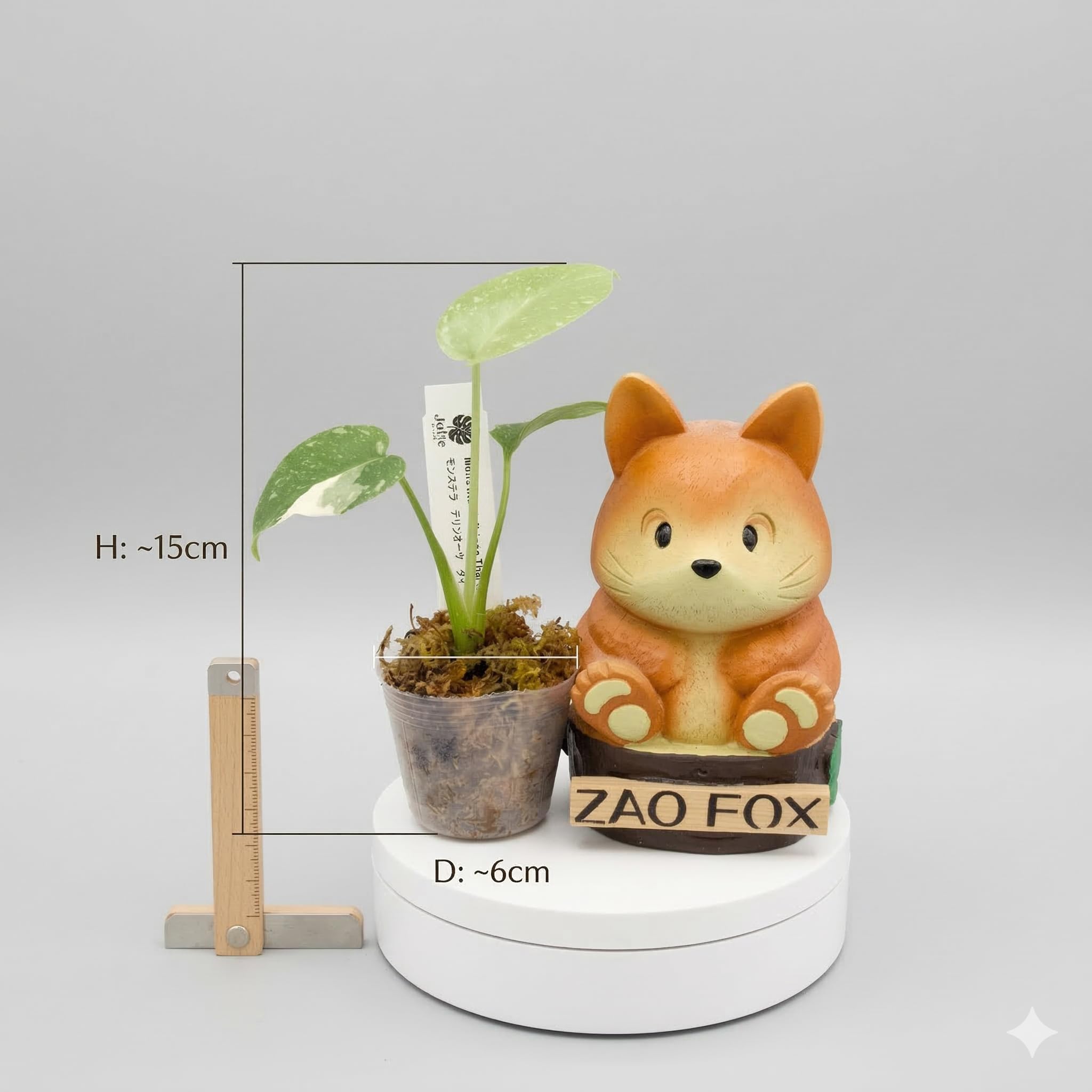 Amazon｜JolieNursery（ジョリーナーセリー）斑入りモンステラ タイ