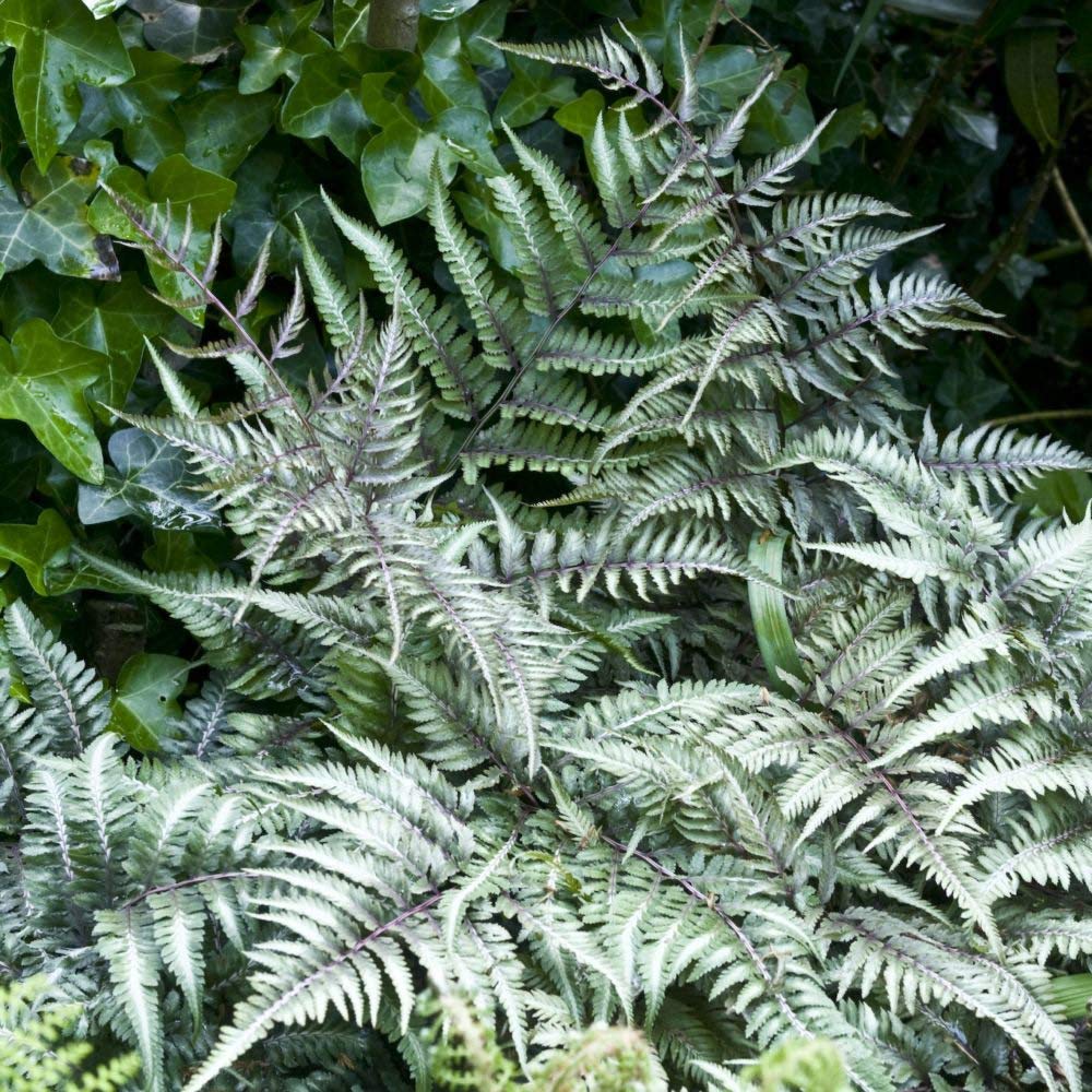 Japanese Painted Fern Plug Plants. 'Metallicum'. Medium Plug Plant x 4. Stunning Evergreen Fern with Silver Foliage. Available from Bedwen Plants.