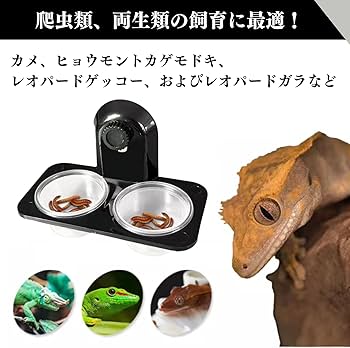 爬虫類　飼育セット　フードおまけ付き 楽天市場】フトアゴヒゲトカゲ飼育セット （90cmケージ対応） 乾燥