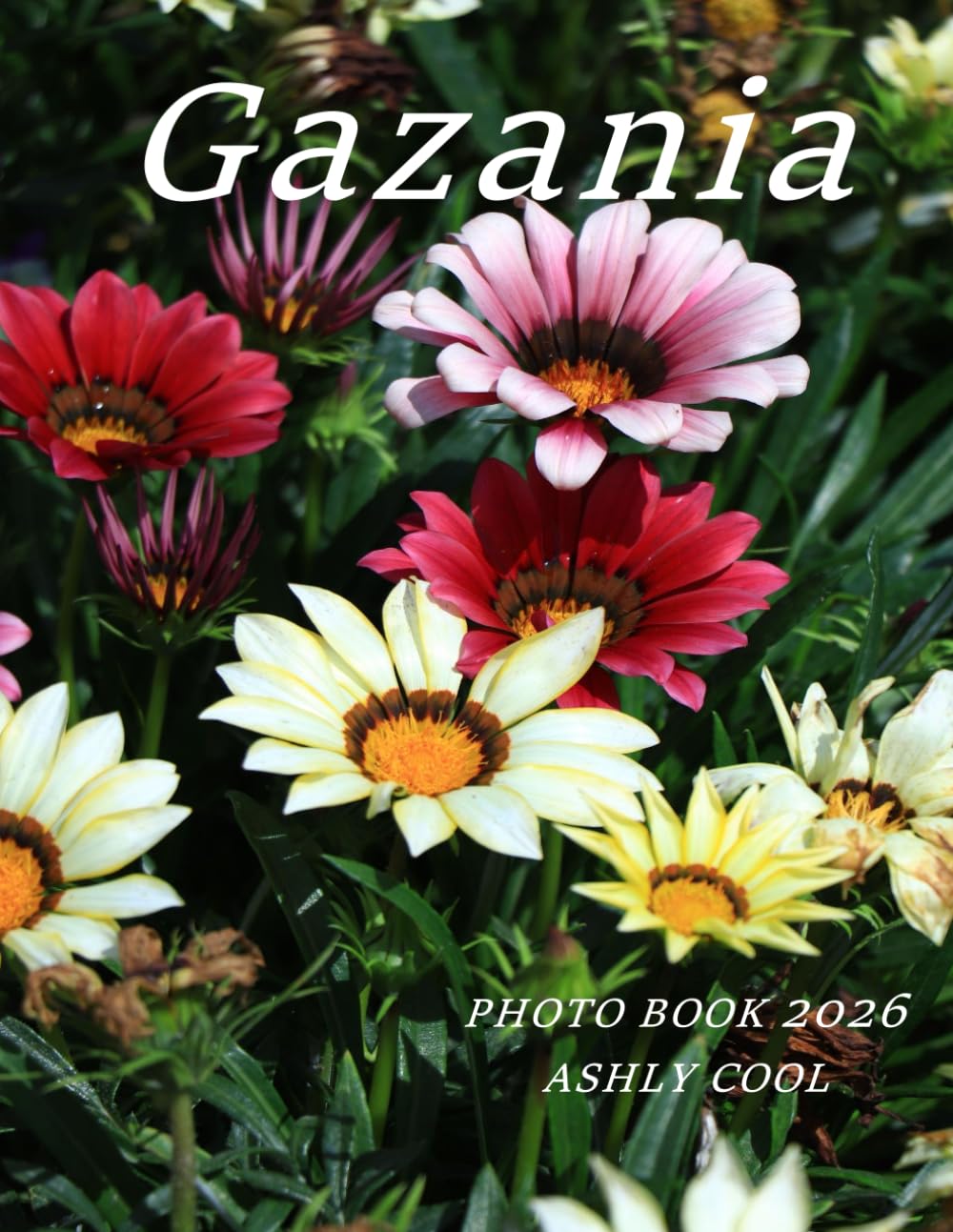 Gazania: Cool Pictures That Create An Idea For You About - Perfect Gift for tourism & travel lovers.....Relaxing & Meditation.