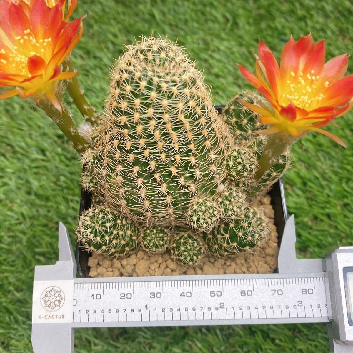 Amazon.co.jp: 多肉植物 花サボテン ロビビア エキノプシス 子株沢山