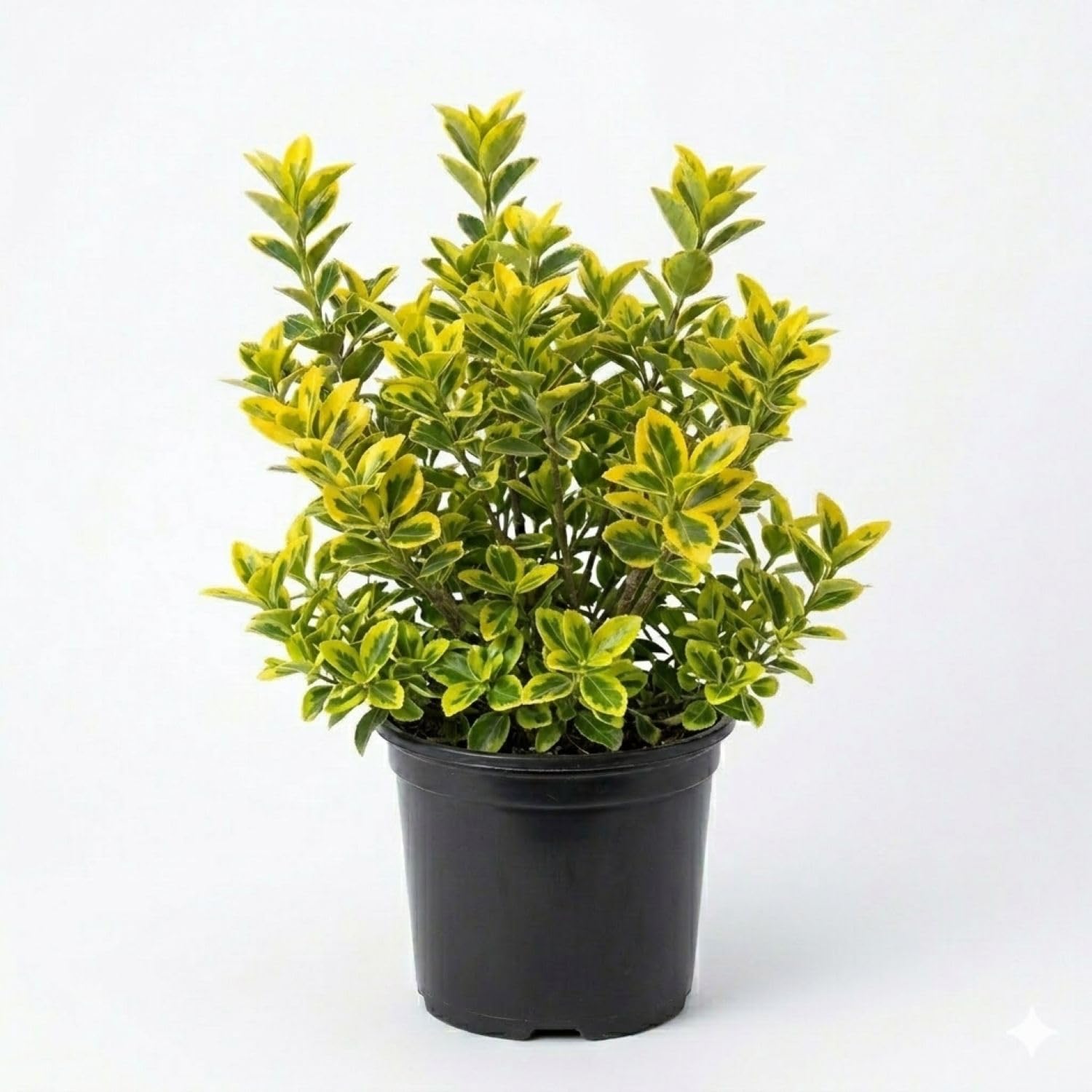 Golden Euonymus Shrub