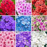 Phlox Creeping Perennial Ground Cover Seeds, Mixed Colour, 1000+ Seeds, Annual Flower for Home and Garden