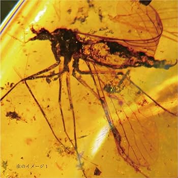 アルヴァレスサウルス科の羽毛、キノコムシ恐竜化石ビルマ琥珀虫入り琥珀