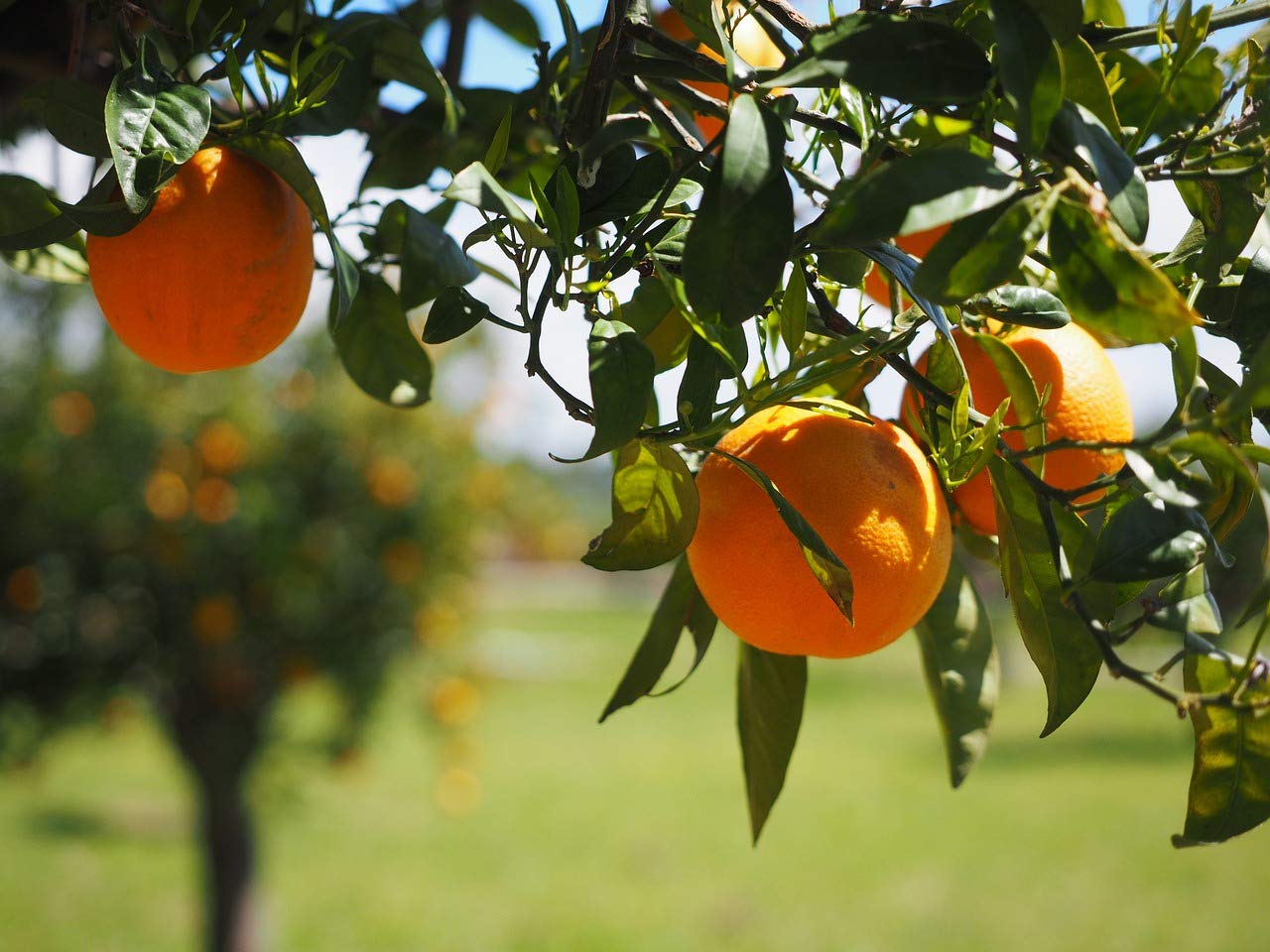Mediterrano - Fertilizzante per agrumi, fertilizzante per limoni, 3 kg