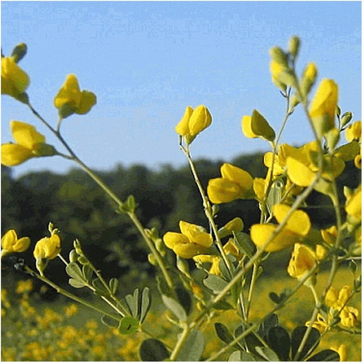 Everwilde Farms - 1/4 Lb Yellow Wild Indigo Native Wildflower Seeds - Gold Vault