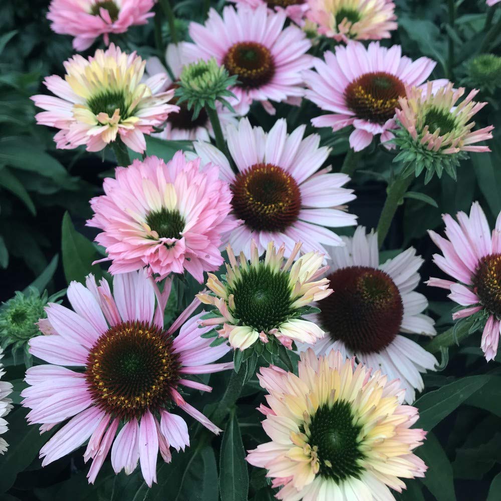 Echinacea 'Sunseekers Salmon' Coneflower Hardy Perennial Summer Flowering Garden Plants Colourful Blooms Perfect for Cottage Garden Beautiful Cut Flower 6 x 9cm Pots by Thompson and Morgan