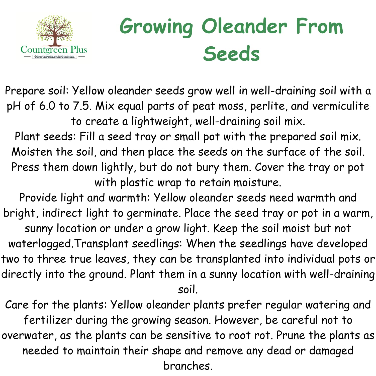 Yellow Oleander Seeds - Pack of 5 -4 Yellow Oleander Seeds - Pack of 5 -4
