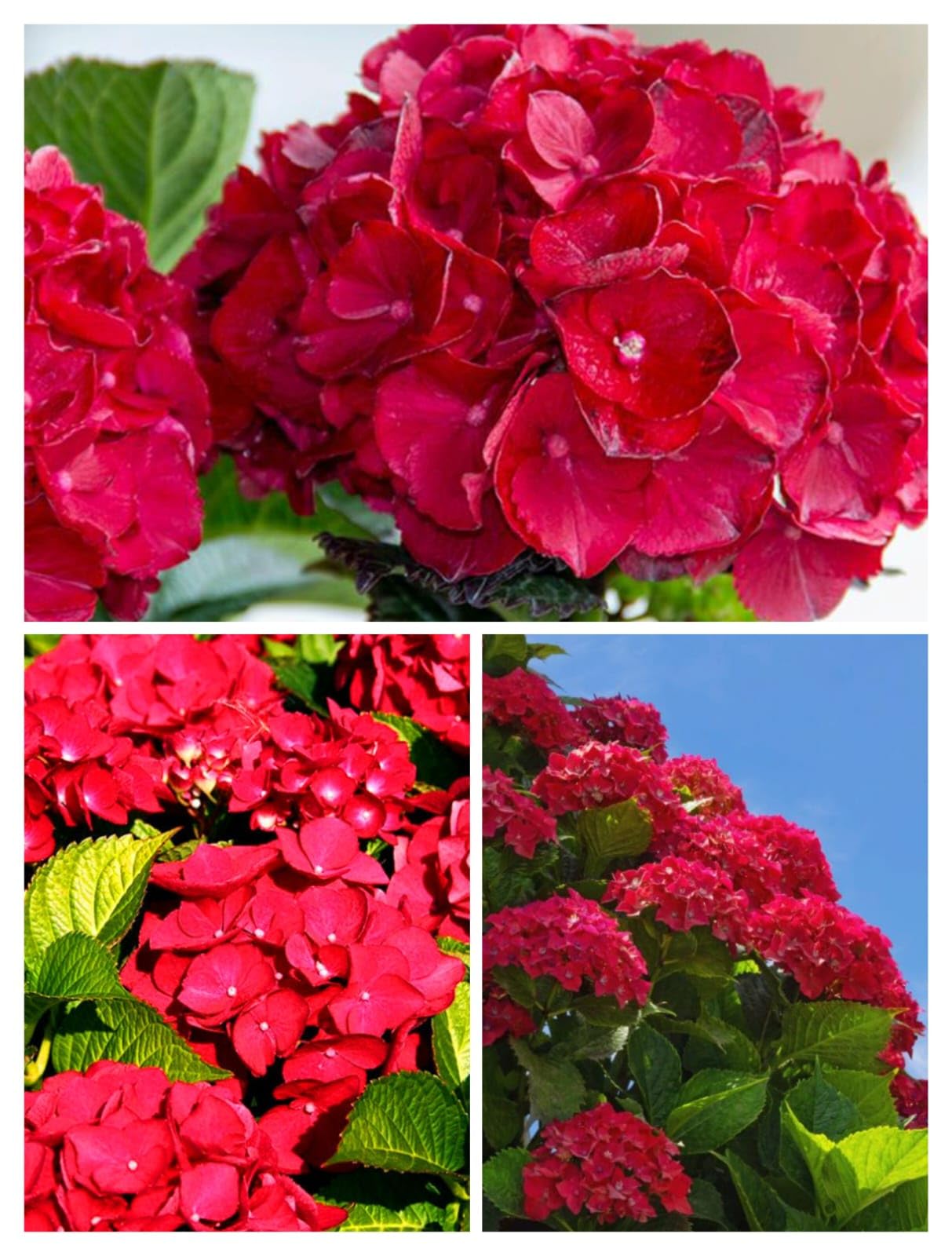 See full amazon price history chart for THE GREEN DOTCOM Hydrangea Flower (Hard red) Healthy Live Plant || varity Plants THE GREEN DOTCOM Hydrangea Flower (Hard red) Healthy Live Plant || varity Plants (B0CXQ2X7SQ) Amazon Price History, Amazon Price Tracker