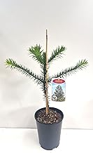 Araucaria Araucana Chilean Jewellery Fir Tree 25-30 cm in 3 Litre Plant Container