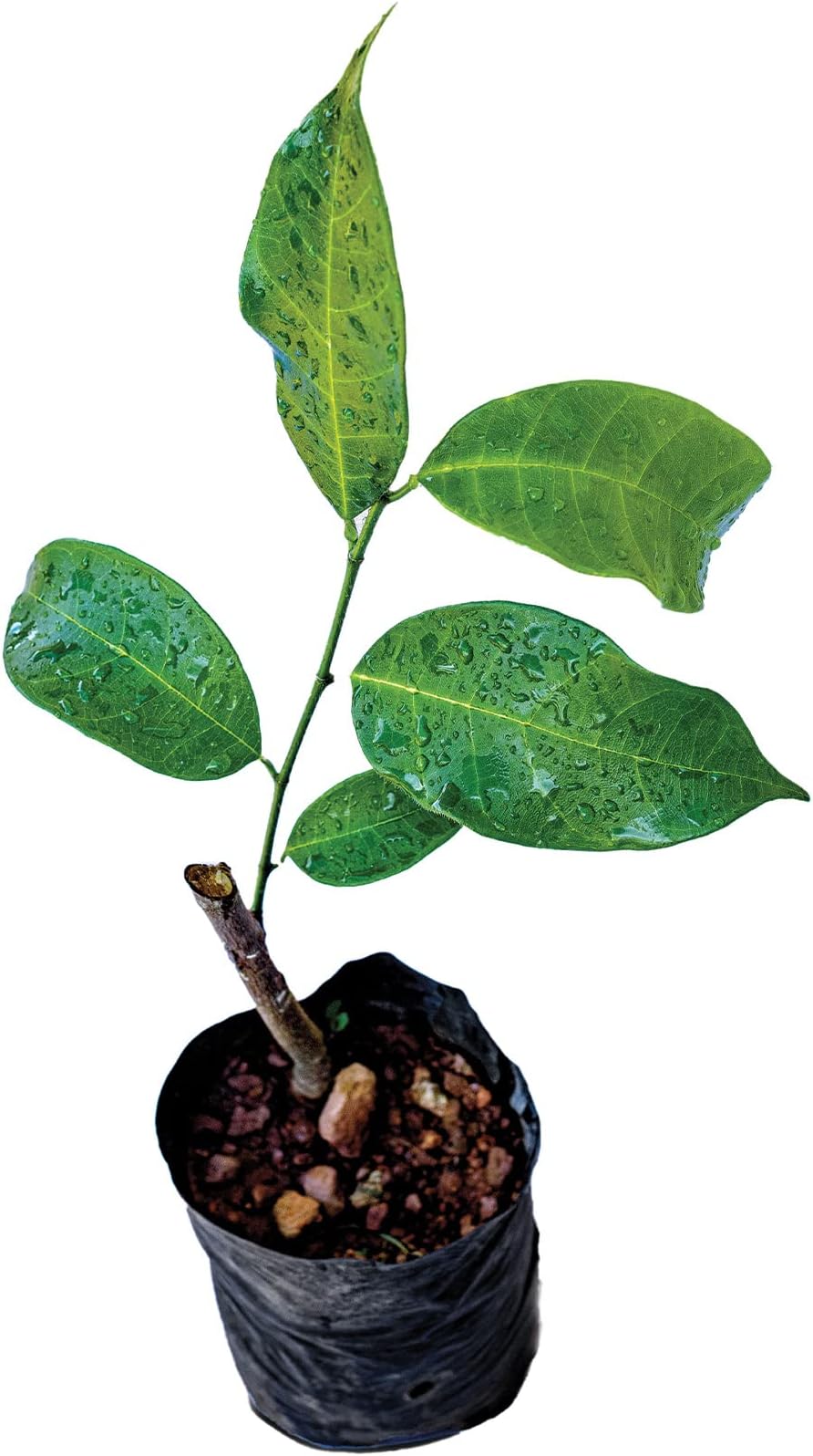 Cempedak Fruit Healthy Live Plant