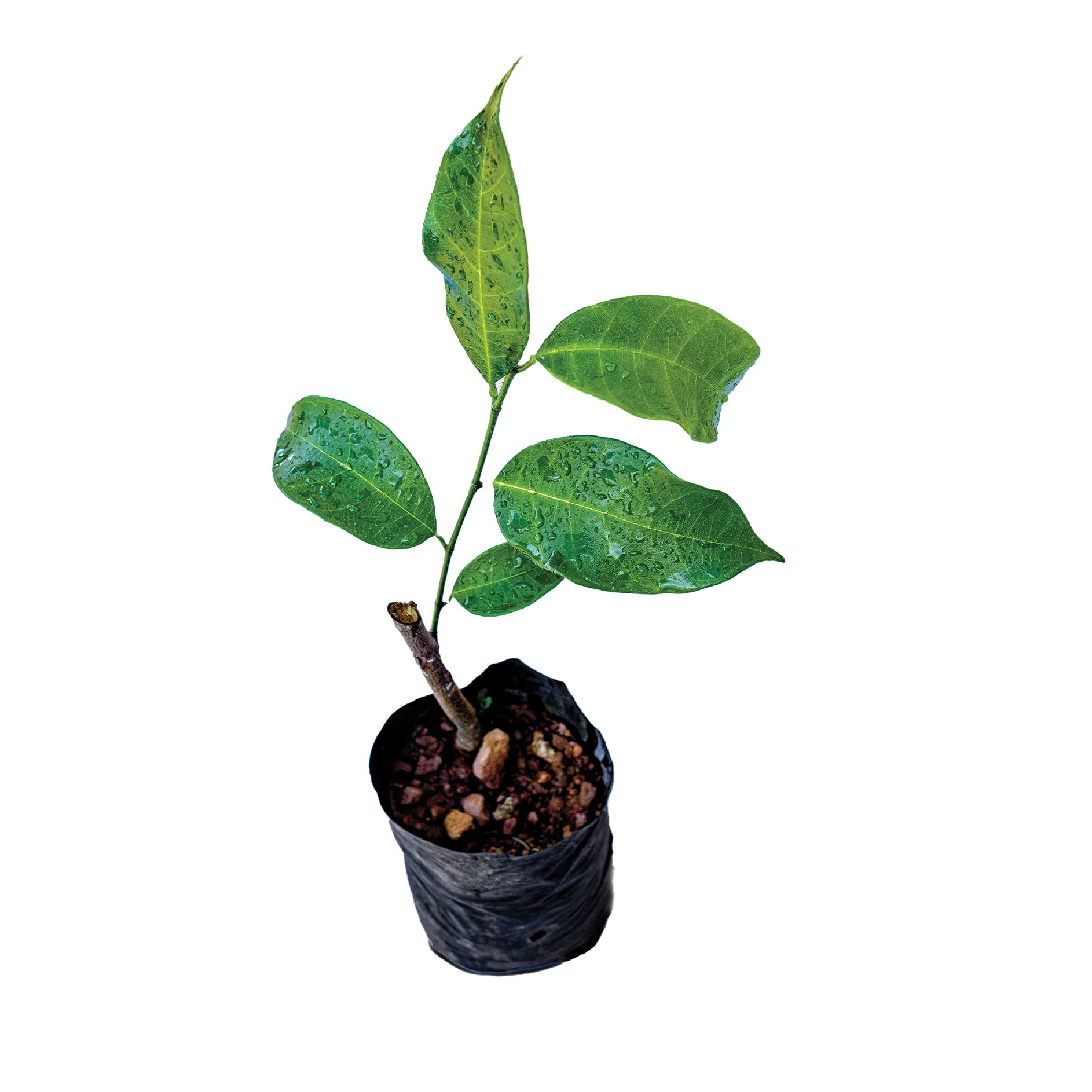 Cempedak Fruit Healthy Live Plant