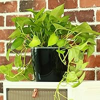 Vista 2 de Planterhoma Macetas de riego automático de 5 pulgadas para plantas de interior, 6 paquetes de macetas de violeta africana con indicador, maceta