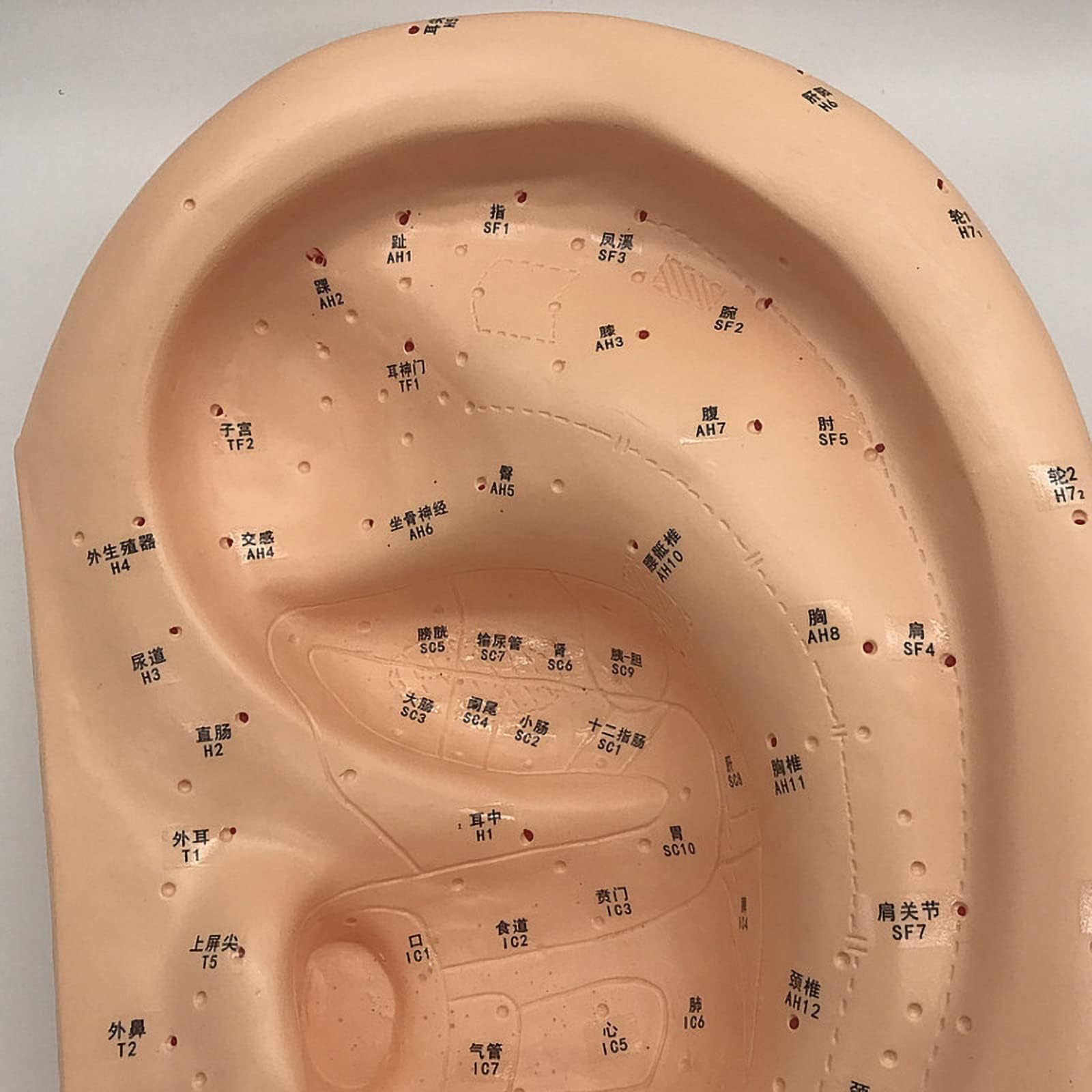 Modello di massaggio auricolare e agopuntura di grandi dimensioni da 40 cm, modello di agopuntura dell'orecchio in PVC per dimostrazione in aula medica, insegnamento della medicina tradizionale cinese
