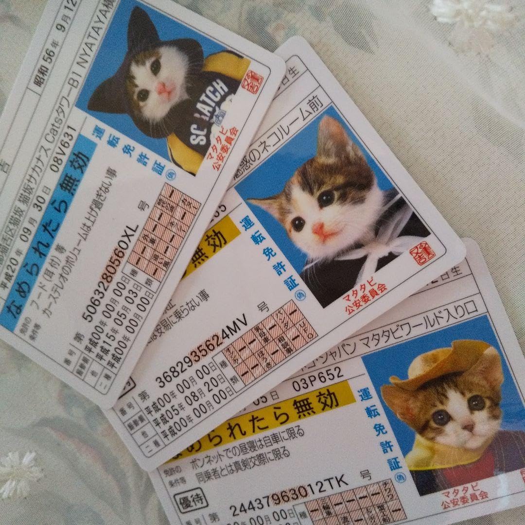 Amazon.co.jp: なめ猫 免許証カード 3枚 ♪ : ペット用品