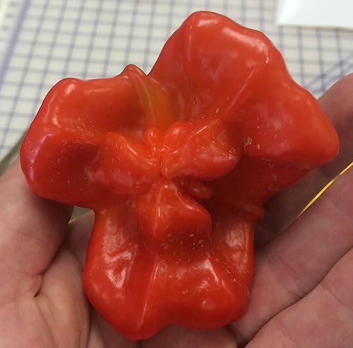 Bishops Crown Peri Peri Chile Heirloom - Semillas prémium para plantar en paquete + más