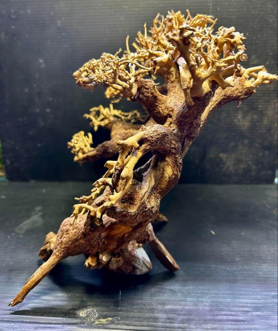 コンクリート盆栽 流木オブジェ】ディスプレイ インテリア アート 水槽