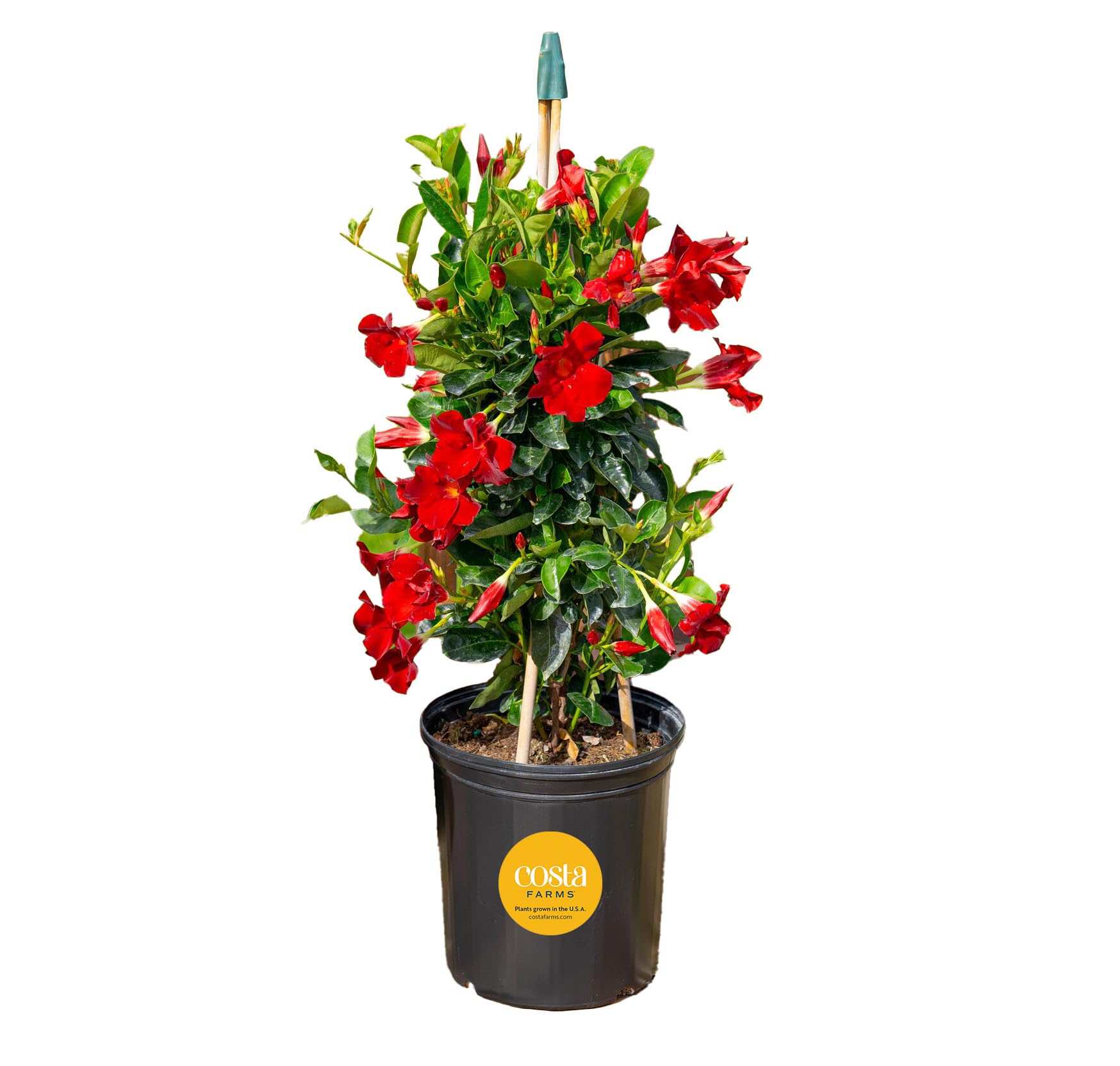 Costa Farms Mandevilla Vine on Trellis