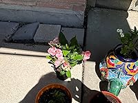 Review Image by Gary Moore