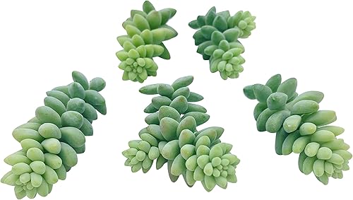 Miniatura 3 de Esquejes de suculentas vivas (3 colas de burro Sedum Morganianum), plantas suculentas vivas, plantas suculentas sin raíces, plantas de interior