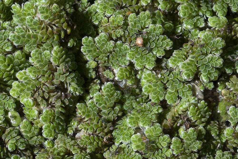 Aquatic Live Floating Aquatic Fern for Fish Pond and Livestock Feed Sustainable Farming Item (1400 Live Healthy Plant Seeds)-image-47
