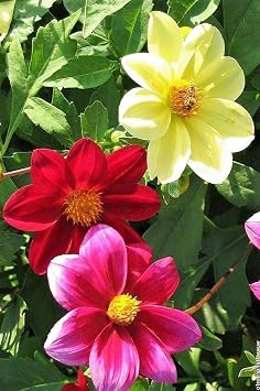 Seeds Flowers Dahlia Funny Guys Mix - 70 Seeds