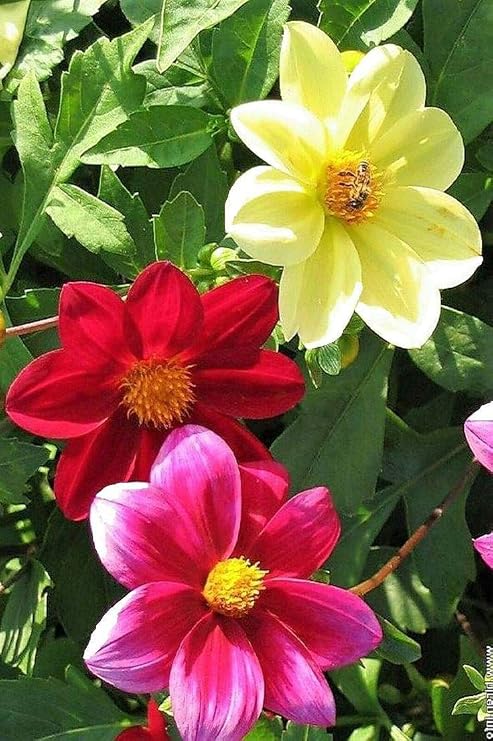 Seeds Flowers Dahlia Funny Guys Mix - 70 Seeds