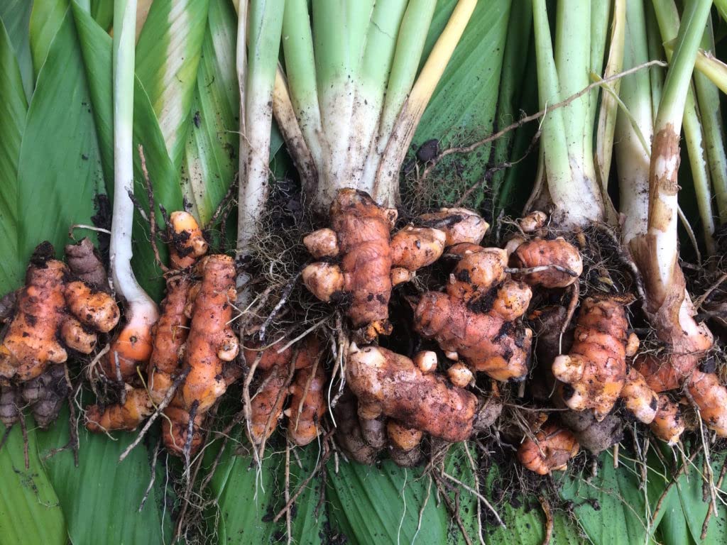 Turmeric seeds for planting, Planting seeds for turmeric, 100% germination planting turmeric seeds ( 500 gm ) (B0BSB35LY1) Amazon Price History, Amazon Price Tracker