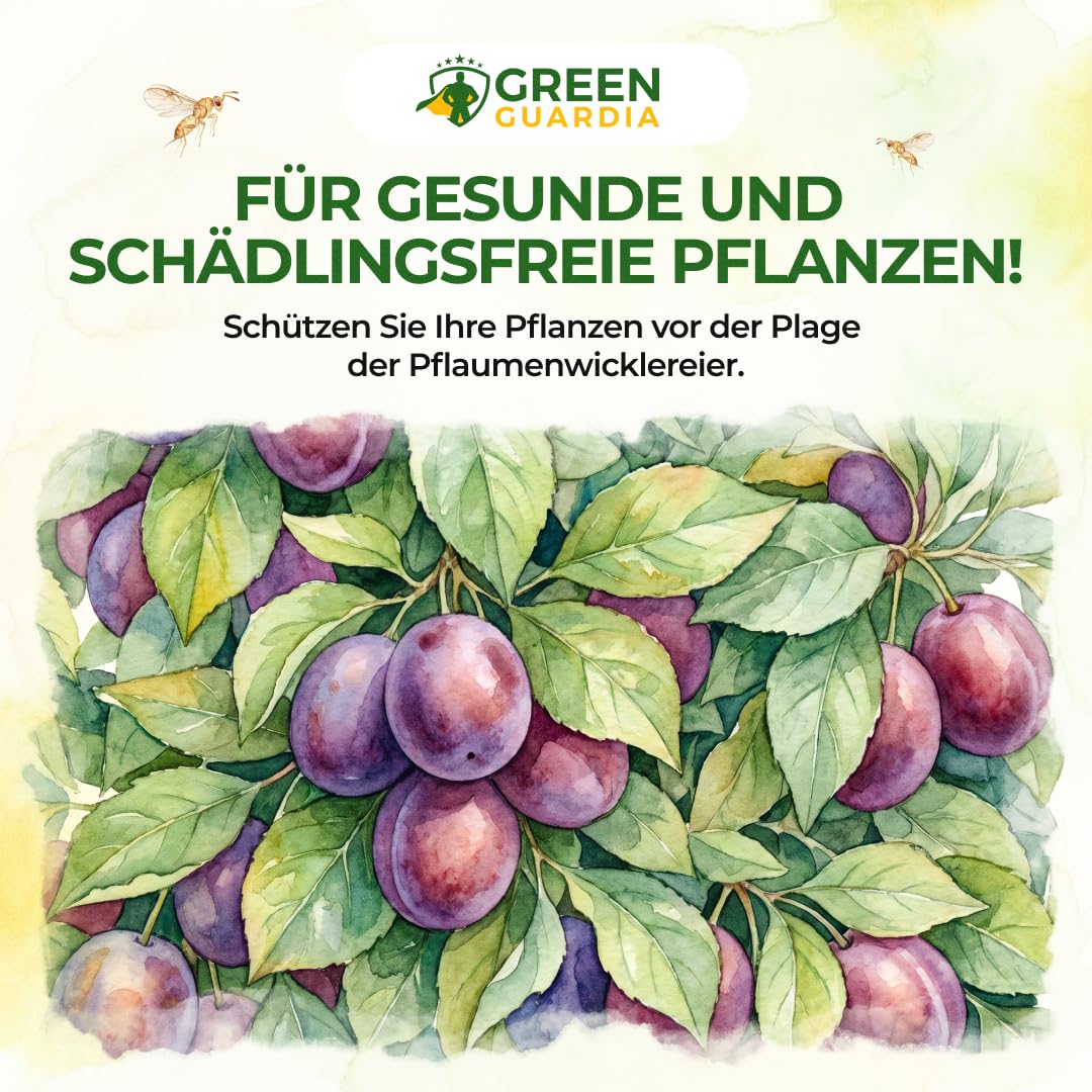 GREEN GUARDIA Schlupfwespen gegen Pflaumenwickler - 3 Karten à 3 Lieferungen - Effektive Bio-Bekämpfung gegen Pflaumenwickler, Alternative zuWicklerfalle, Spritzmitteln, Nematoden & Pheromonfallen