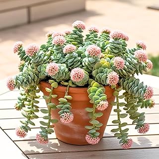 Crassula Plant Live, Crassula Succulent Plant, Pink Flower, Trailing Pla...